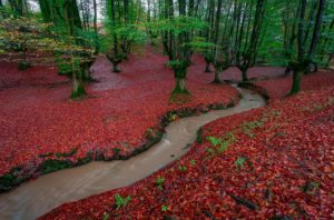 El bosque encantado